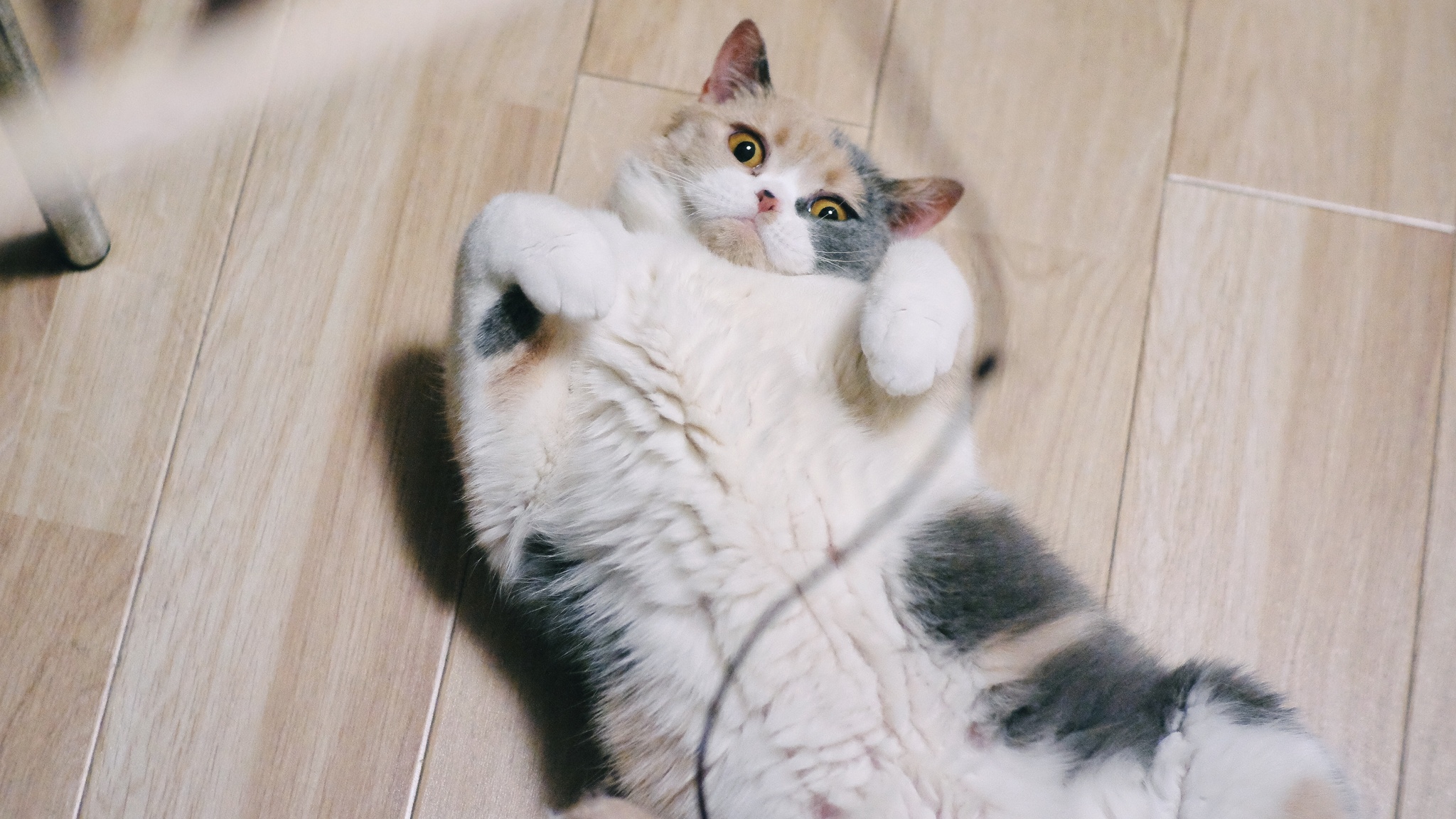 翻肚皮。