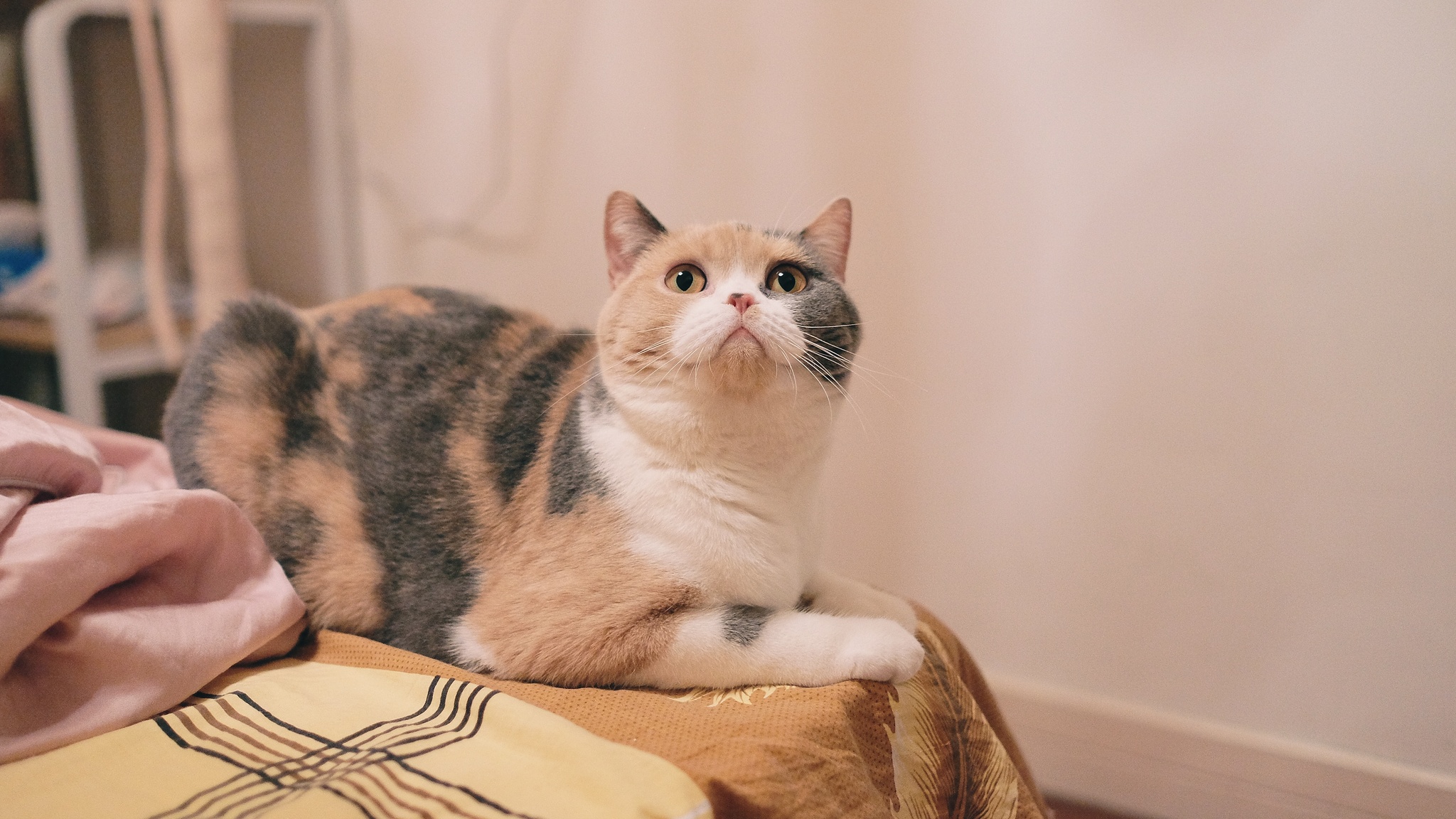 抬个猫头。