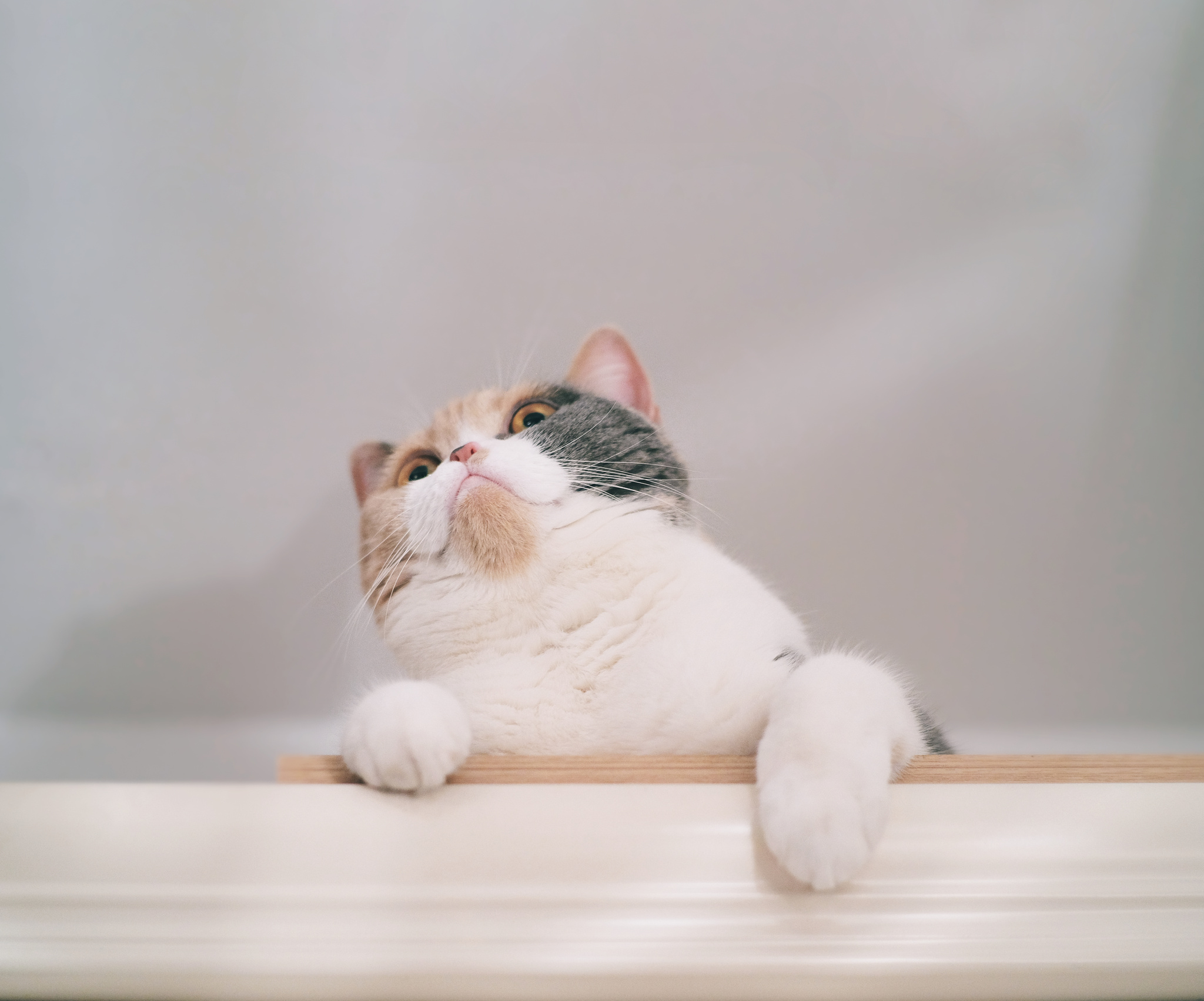 蔑视一下。