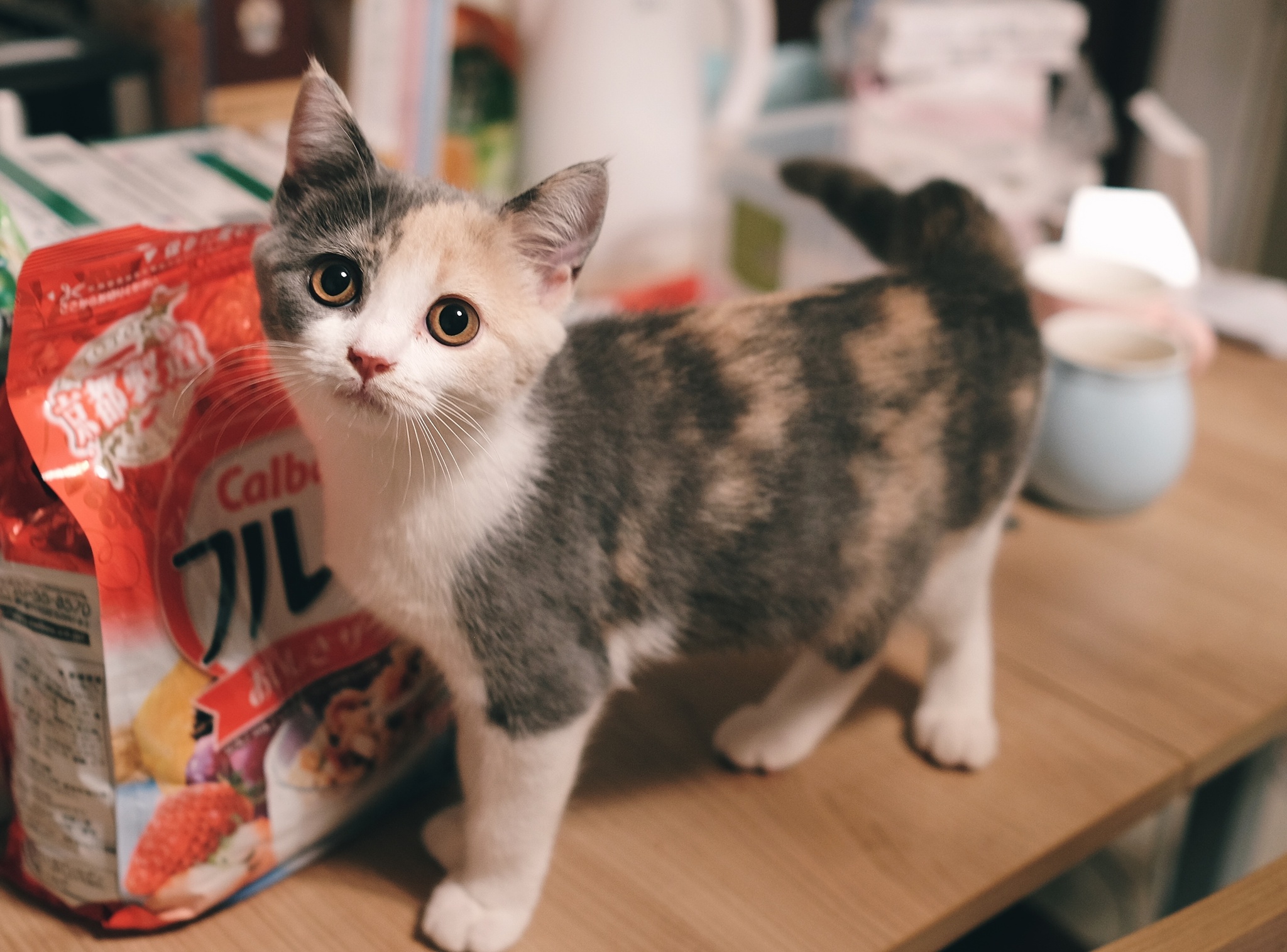 毛绒小猫。