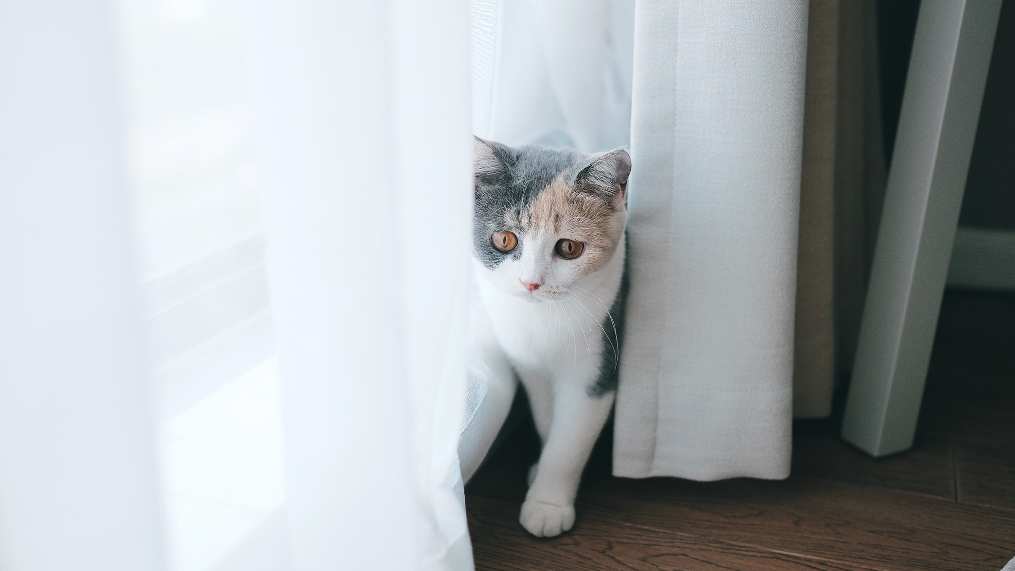 钻窗帘小猫。