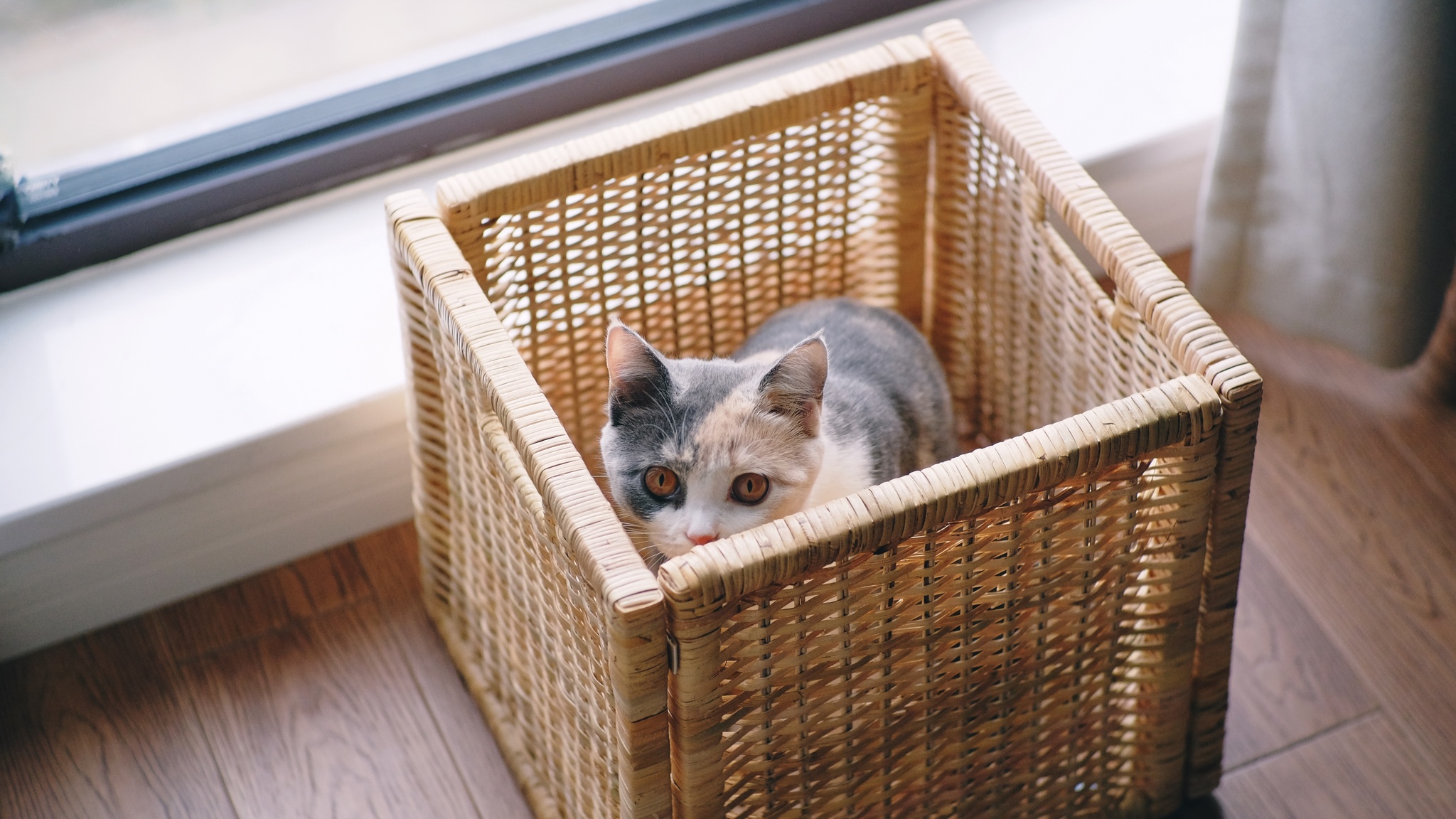 鬼鬼祟祟小猫。