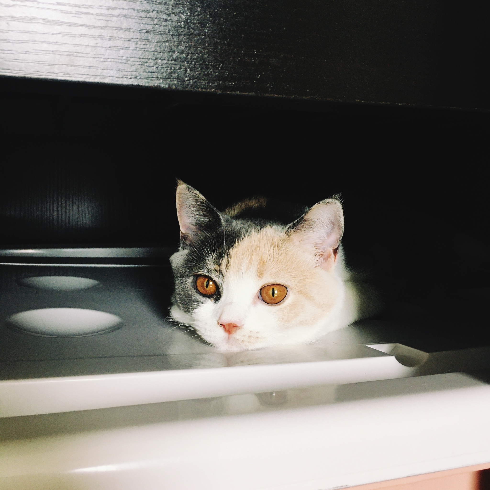 小猫脑袋。